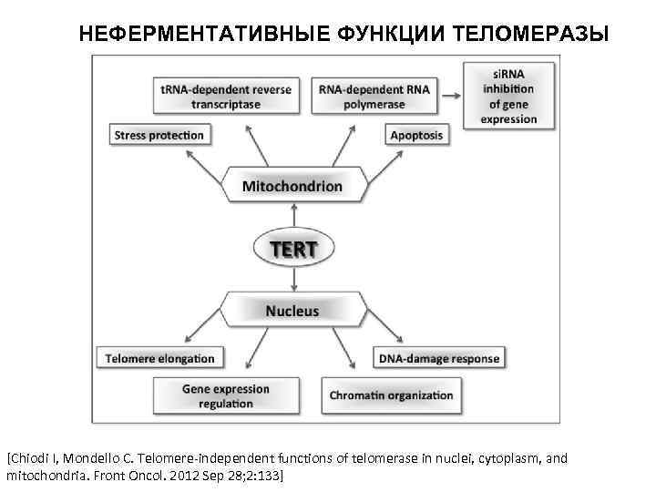 НЕФЕРМЕНТАТИВНЫЕ ФУНКЦИИ ТЕЛОМЕРАЗЫ [Chiodi I, Mondello C. Telomere-independent functions of telomerase in nuclei, cytoplasm,
