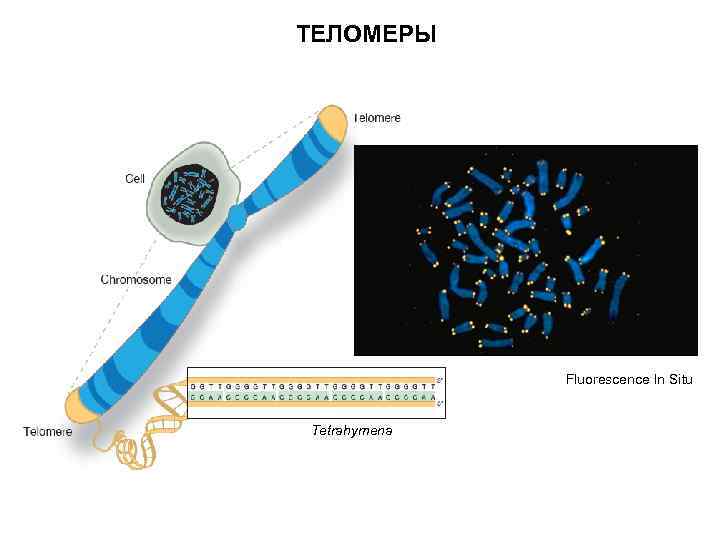 ТЕЛОМЕРЫ Fluorescence In Situ Tetrahymena 