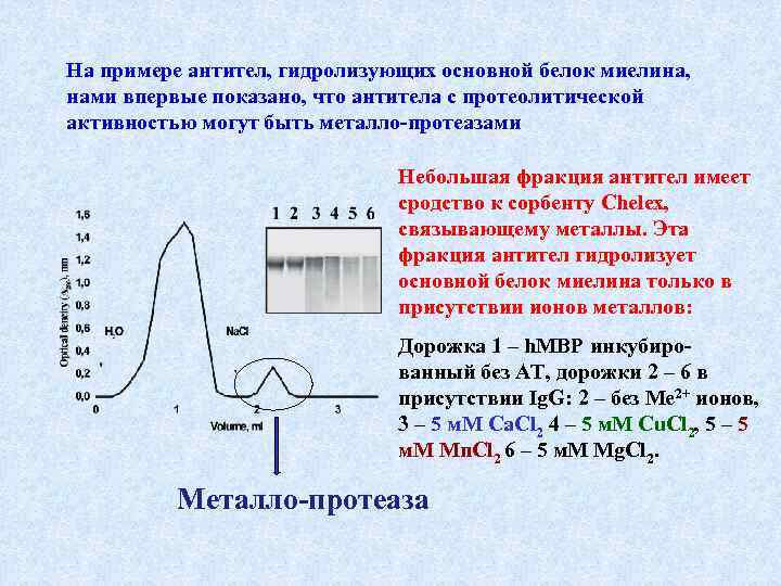 Белки антитела примеры