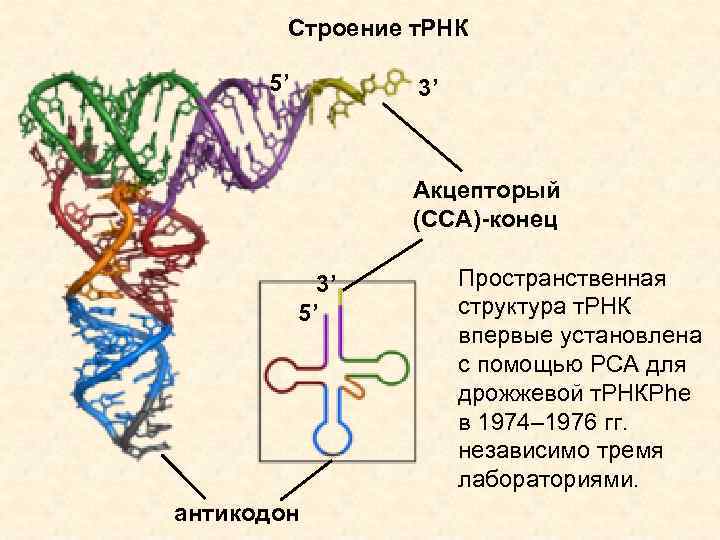Строение т. РНК 5’ 3’ Акцепторый (ССА)-конец 3’ 5’ антикодон Пространственная структура т. РНК