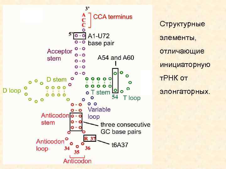 Структурные элементы, отличающие инициаторную т. РНК от элонгаторных. 