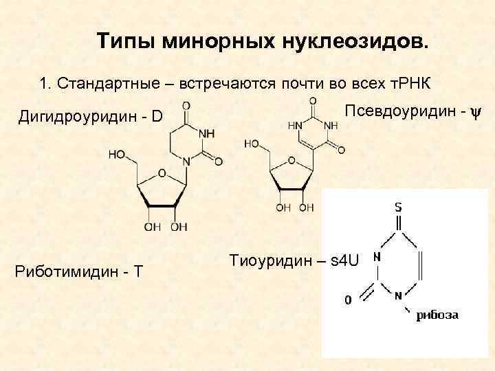 Типы минорных нуклеозидов. 1. Стандартные – встречаются почти во всех т. РНК Дигидроуридин -