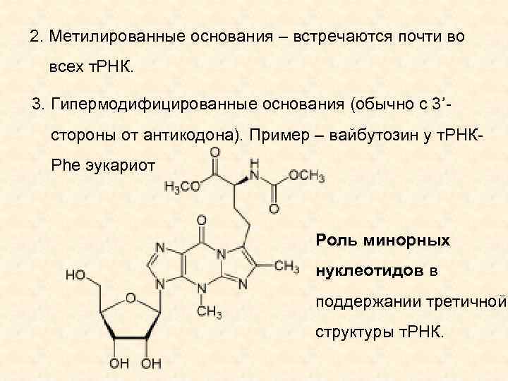 2. Метилированные основания – встречаются почти во всех т. РНК. 3. Гипермодифицированные основания (обычно