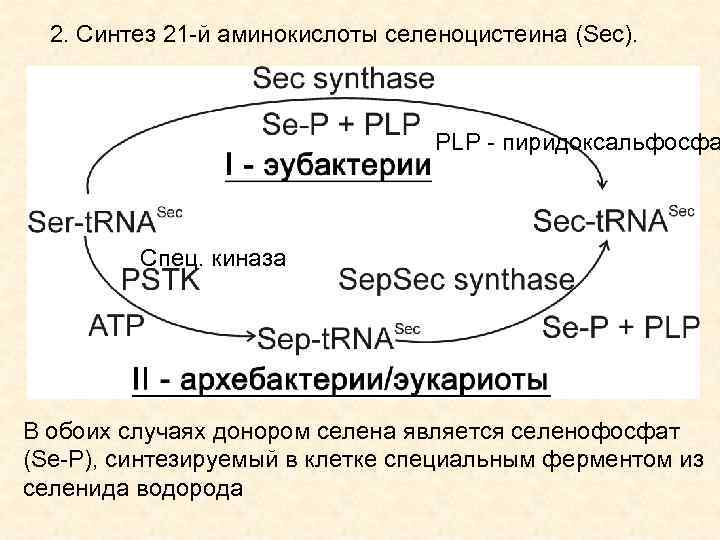2. Синтез 21 -й аминокислоты селеноцистеина (Sec). PLP - пиридоксальфосфа Спец. киназа В обоих
