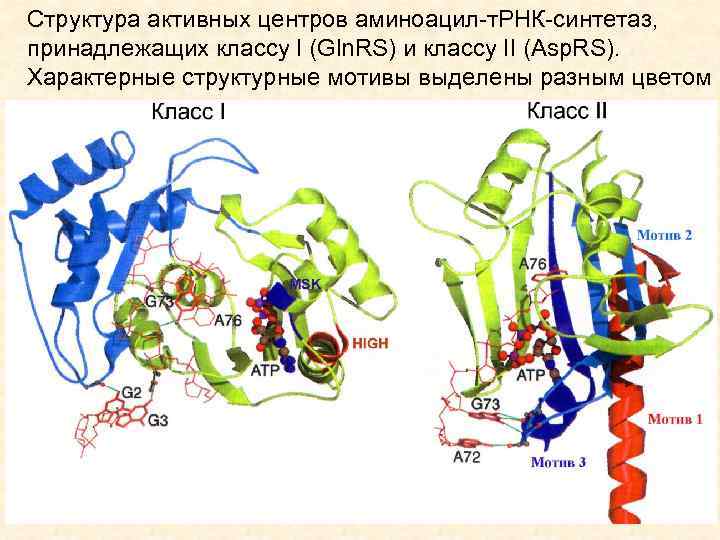 Структура активных центров аминоацил-т. РНК-синтетаз, принадлежащих классу I (Gln. RS) и классу II (Asp.