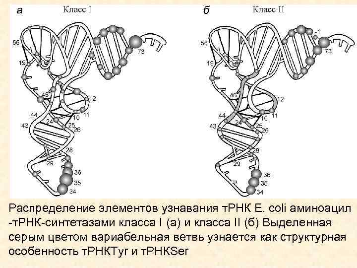 Распределение элементов узнавания т. РНК E. coli аминоацил -т. РНК-синтетазами класса I (а) и