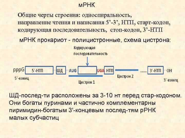 м. РНК Общие черты строения: односпиральность, направление чтения и написания 5’-3’, НТП, старт-кодон, кодирующая