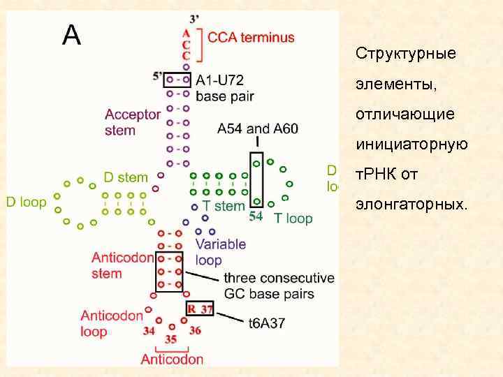 Структурные элементы, отличающие инициаторную т. РНК от элонгаторных. 