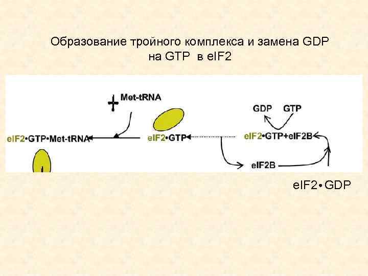 Образование тройного комплекса и замена GDP на GTP в e. IF 2 GDP 