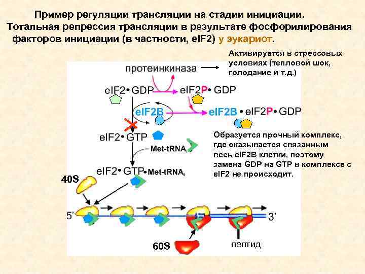 Пример регуляции трансляции на стадии инициации. Тотальная репрессия трансляции в результате фосфорилирования факторов