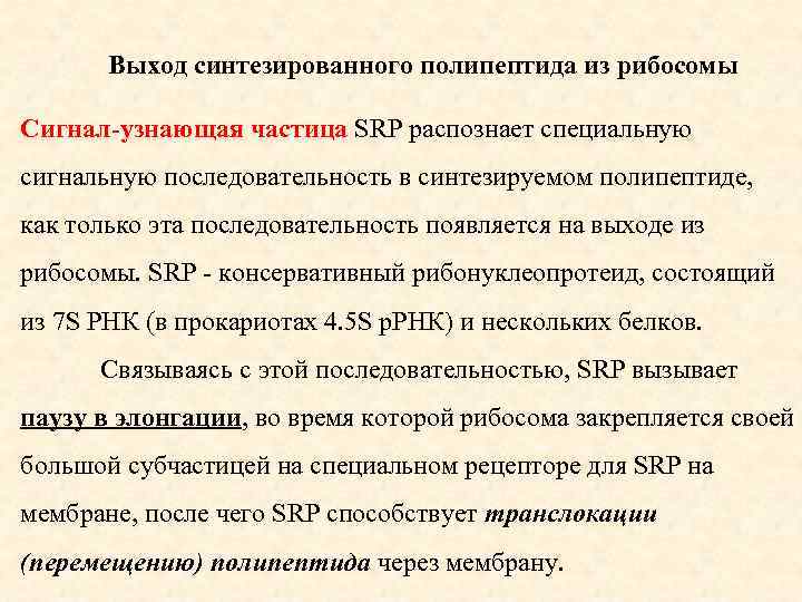 Выход синтезированного полипептида из рибосомы Сигнал-узнающая частица SRP распознает специальную сигнальную последовательность в синтезируемом