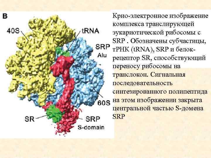 Крио-электронное изображение комплекса транслирующей эукариотической рибосомы с SRP. Обозначены субчастицы, т. РНК (t. RNA),