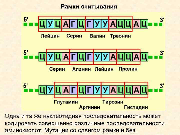 Рамки считывания Одна и та же нуклеотидная последовательность может кодировать совершенно различные последовательности аминокислот.