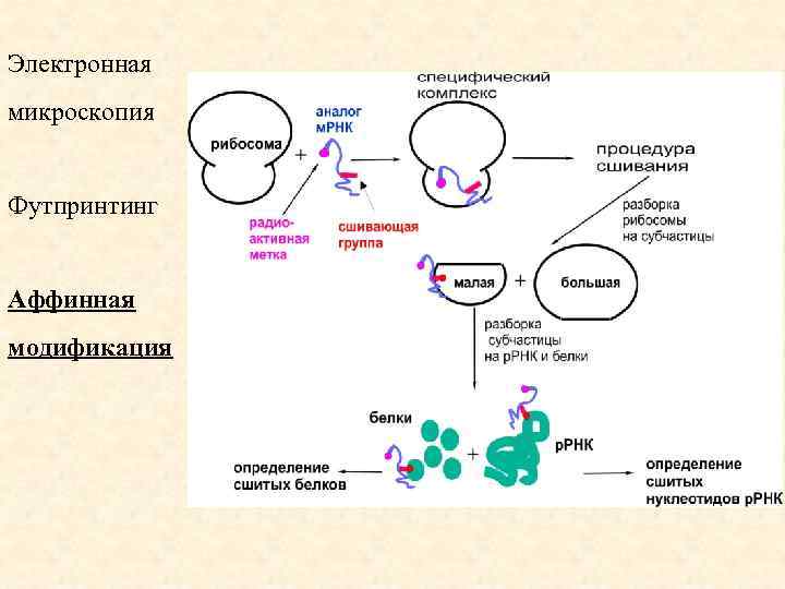 Электронная микроскопия Футпринтинг Аффинная модификация 