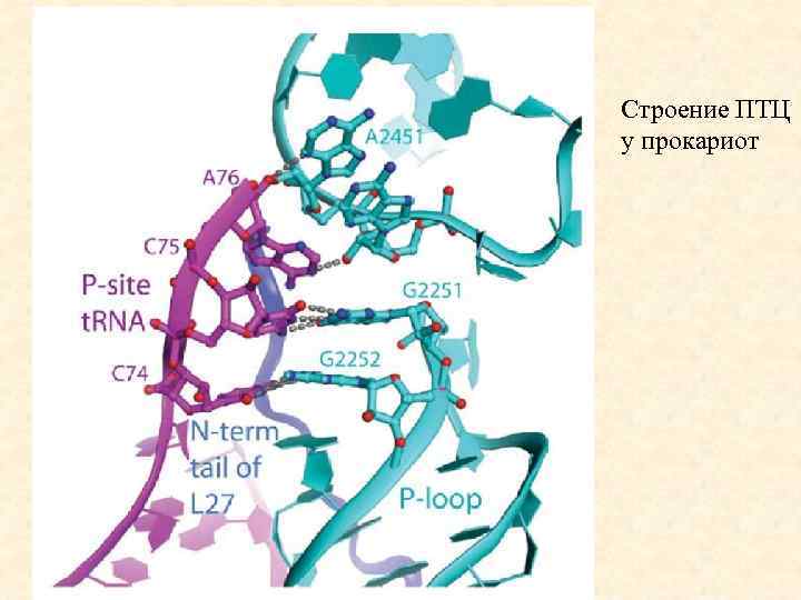 Строение ПТЦ у прокариот 