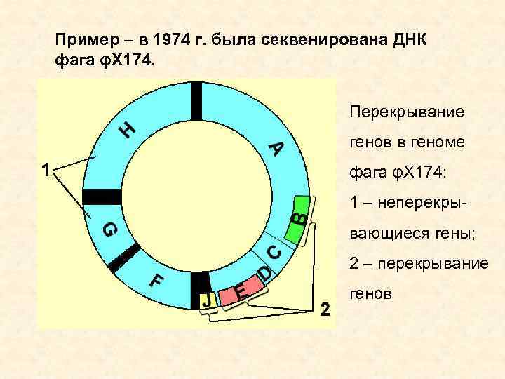 Пример – в 1974 г. была секвенирована ДНК фага φX 174. Перекрывание генов в