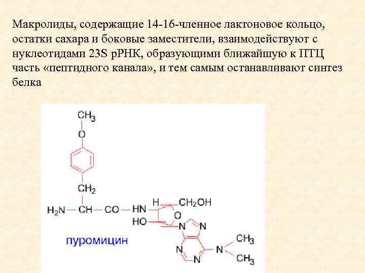 Макролиды, содержащие 14 -16 -членное лактоновое кольцо, остатки сахара и боковые заместители, взаимодействуют с