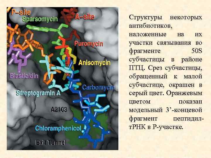 Структуры некоторых антибиотиков, наложенные на их участки связывания во фрагменте 50 S субчастицы в