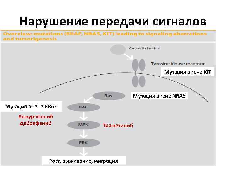 Нарушение передачи сигналов Мутация в гене KIT Мутация в гене NRAS Мутация в гене