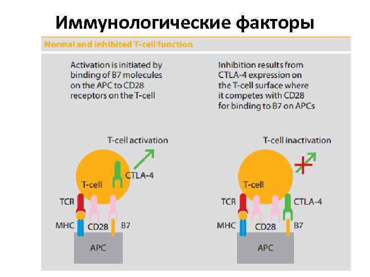 Иммунологические факторы 