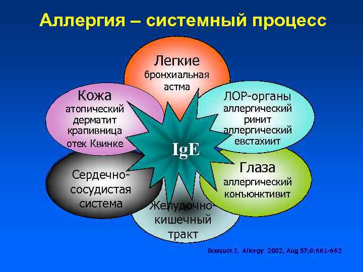 Аллергия – системный процесс Легкие Кожа атопический дерматит крапивница отек Квинке Сердечнососудистая система бронхиальная