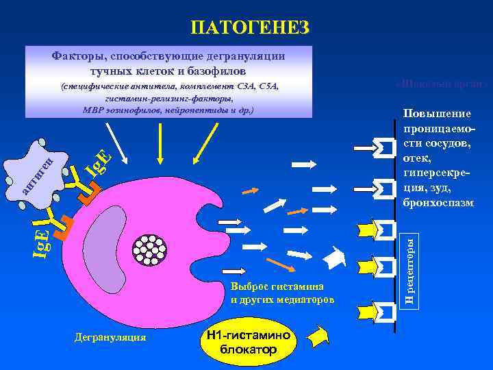 ПАТОГЕНЕЗ Факторы, способствующие дегрануляции тучных клеток и базофилов Выброс гистамина и других медиаторов Дегрануляция