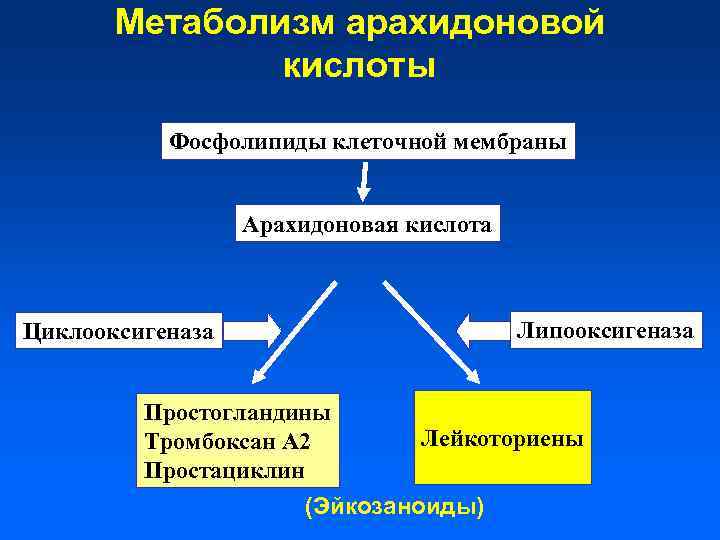 Метаболизм арахидоновой кислоты Фосфолипиды клеточной мембраны Арахидоновая кислота Липооксигеназа Циклооксигеназа Простогландины Тромбоксан А 2