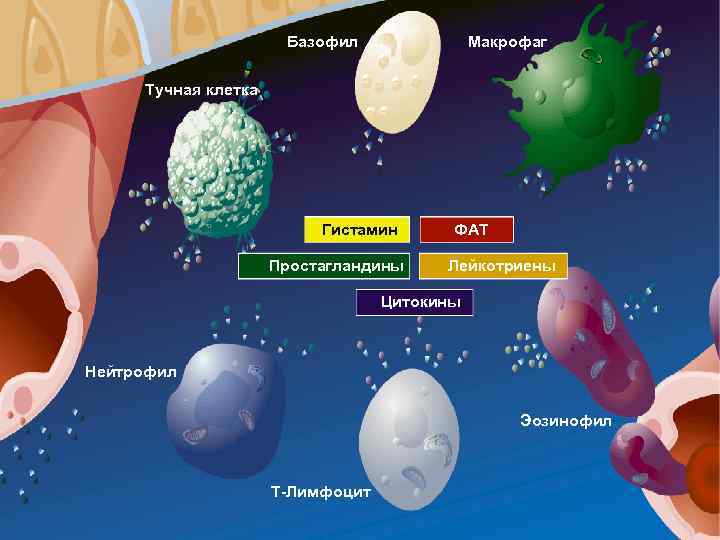 Базофил Макрофаг Тучная клетка Гистамин Простагландины ФАТ Лейкотриены Цитокины Нейтрофил Эозинофил Т-Лимфоцит 