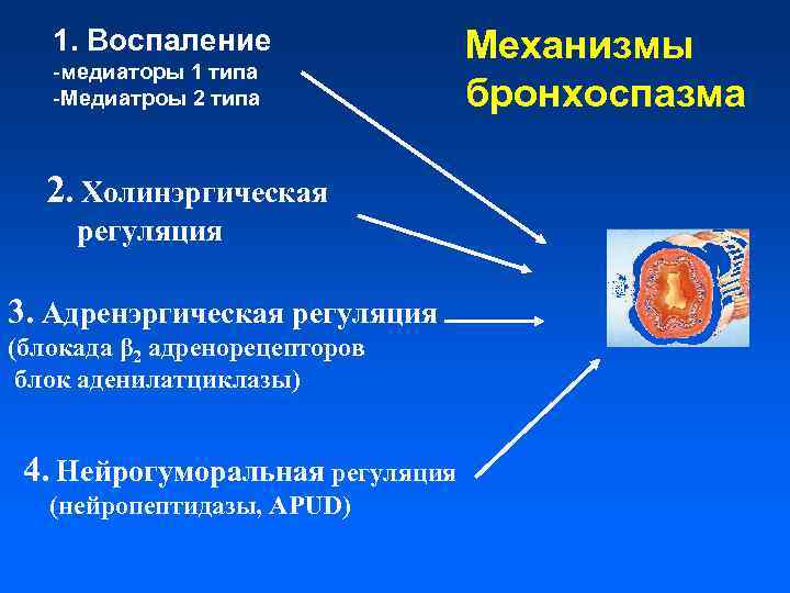 1. Воспаление -медиаторы 1 типа -Медиатроы 2 типа 2. Холинэргическая регуляция 3. Адренэргическая регуляция