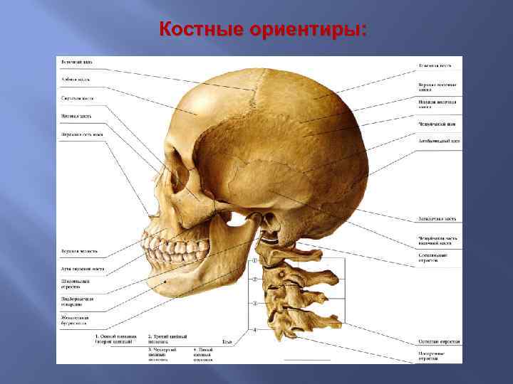 Костные ориентиры: 