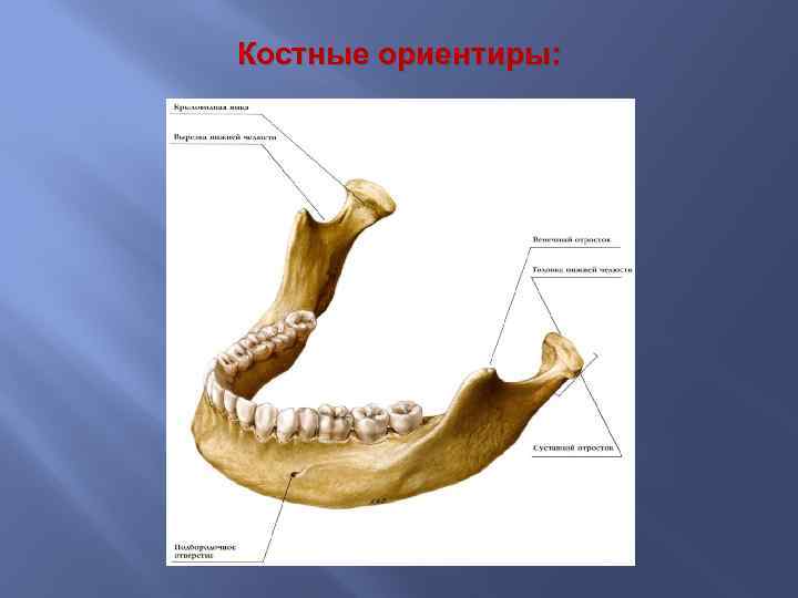 Костные ориентиры: 