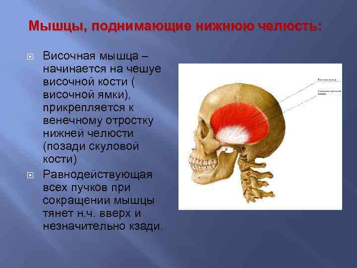 Синдром затылочного мыщелка фото