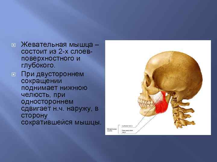 Жевательная мышца фото ботокс