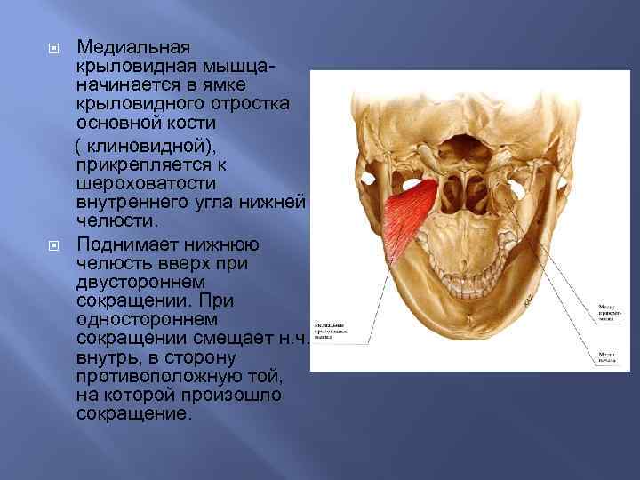 Укажите сообщения крыловидно небной ямки