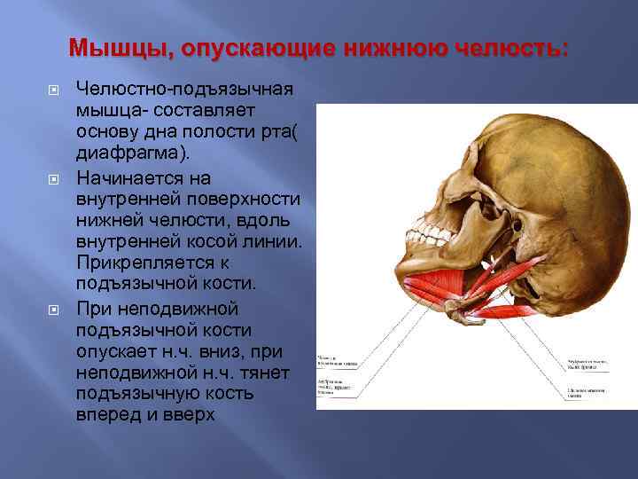 Нижний понять. Мышцы опускающие нижнюю челюсть. Мышца опускающая нижнюю челест. Мышцы поднимающие и опускающие нижнюю челюсть. Мышцы опускающие нижнюю челюсть анатомия.