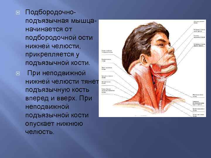 Подъязычная кость где находится у человека фото