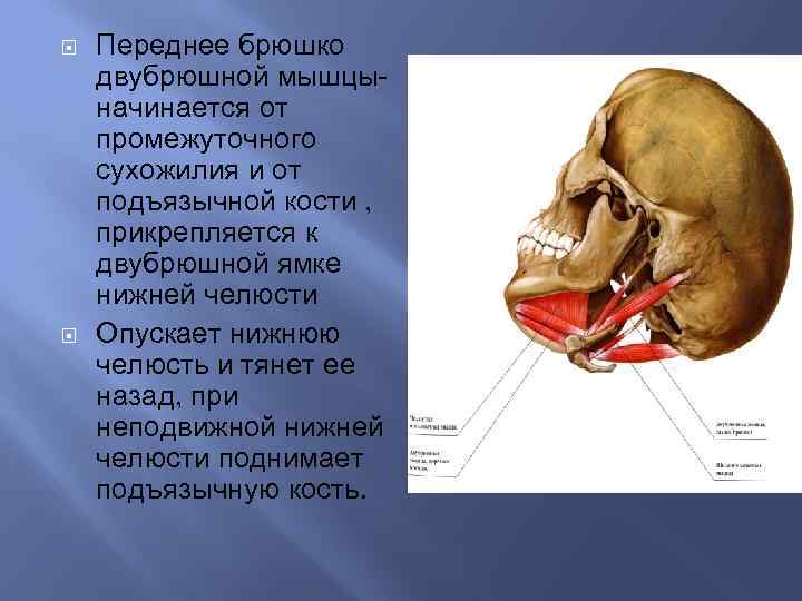  Переднее брюшко двубрюшной мышцыначинается от промежуточного сухожилия и от подъязычной кости , прикрепляется