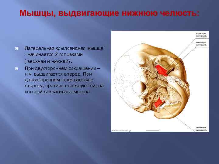 Крыловидная мышца челюсти фото