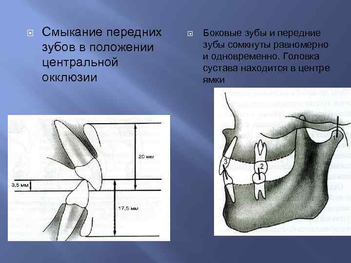 Переднее положение. Латеральное положение зуба. Плоскости смыкания зубов. Смыкание боковых поверхностей зубов.