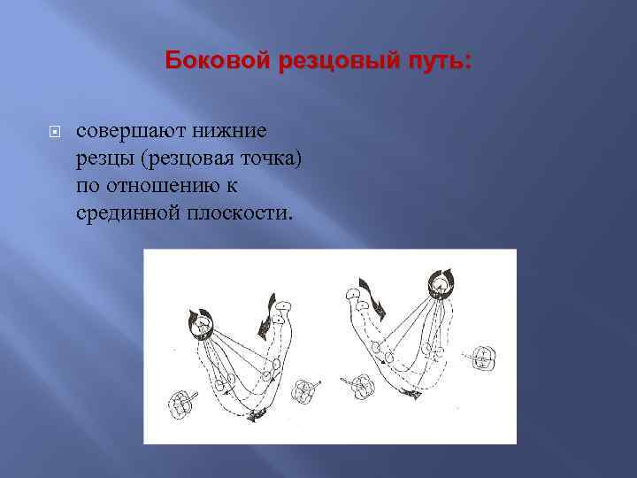 Боковой резцовый путь: совершают нижние резцы (резцовая точка) по отношению к срединной плоскости. 