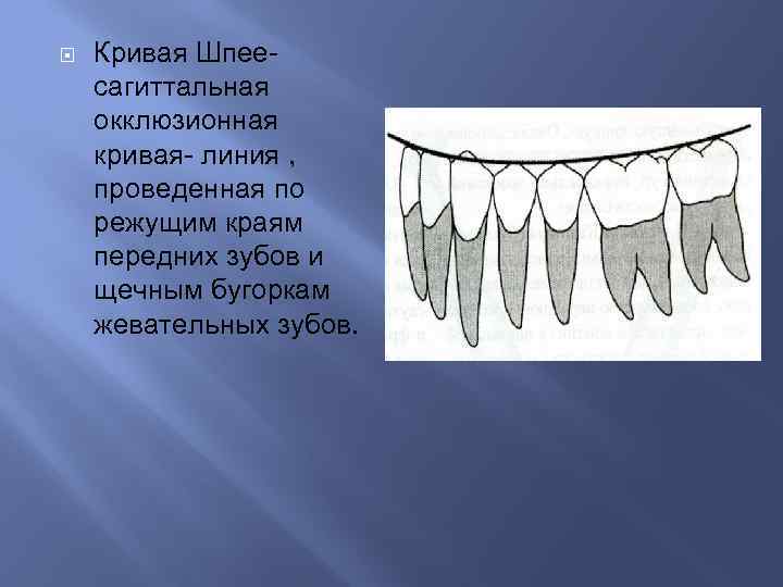 Постановка зубов по индивидуальным окклюзионным кривым презентация