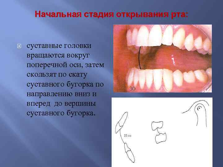 Начальная стадия открывания рта: суставные головки вращаются вокруг поперечной оси, затем скользят по скату