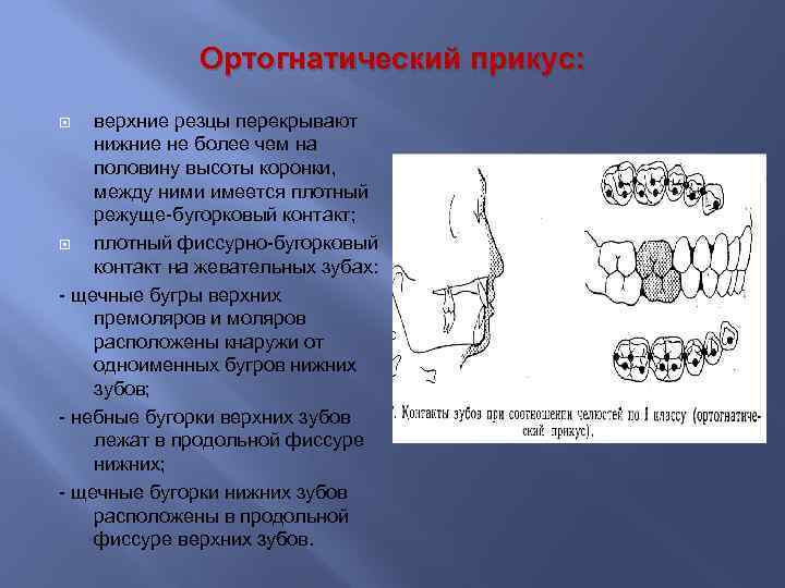 Признаки окклюзии. Ортогнатический прикус нижняя челюсть. Ортогнатический прикус резцы. Ортогнатический прикус параметры. Признаки, характеризующие ортогнатический прикус..