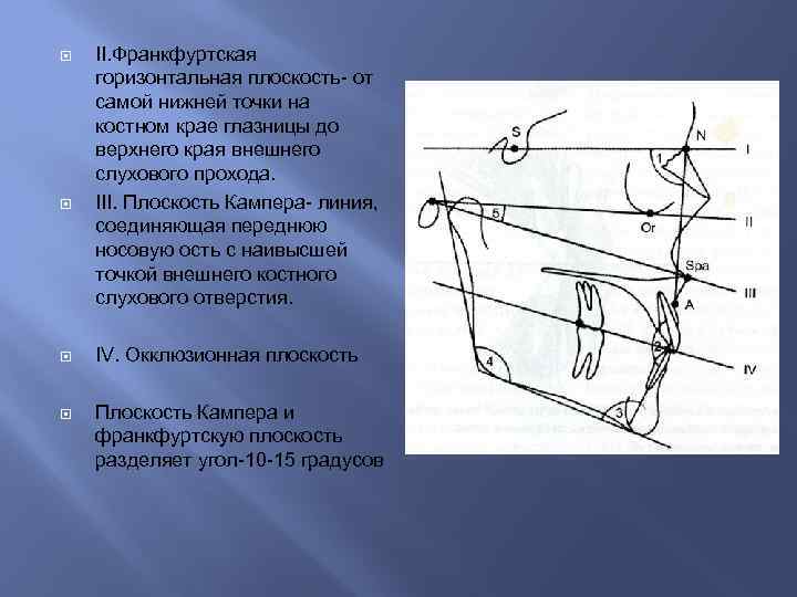  II. Франкфуртская горизонтальная плоскость- от самой нижней точки на костном крае глазницы до