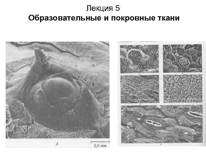 Лекция 5 Образовательные и покровные ткани 