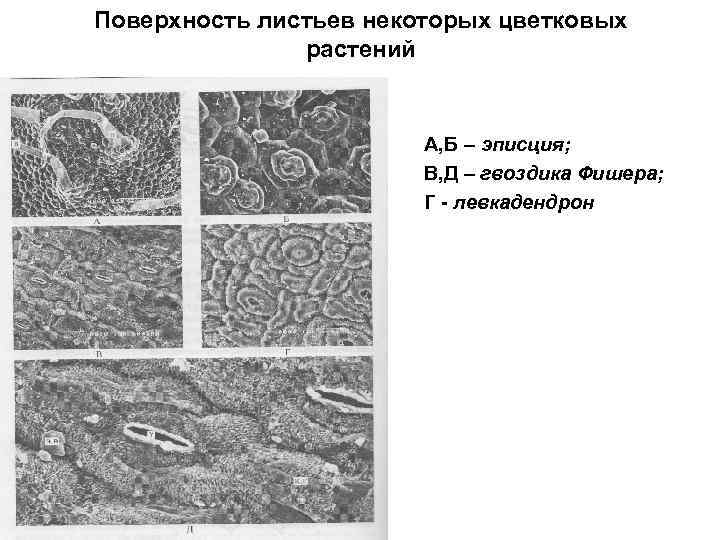 Поверхность листьев некоторых цветковых растений А, Б – эписция; В, Д – гвоздика Фишера;