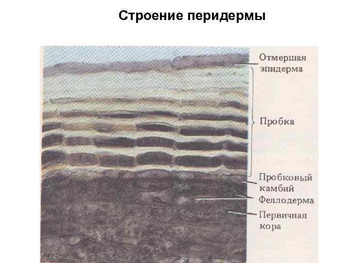 Строение перидермы 