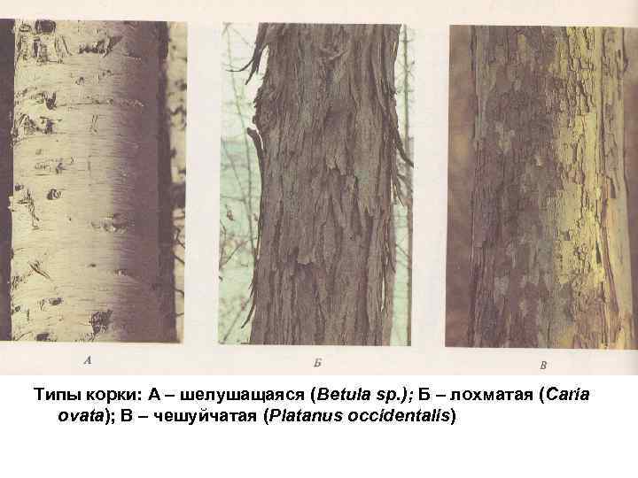 Типы корки: А – шелушащаяся (Betula sp. ); Б – лохматая (Caria ovata); В