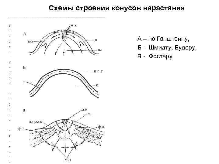 Схемы строения конусов нарастания А – по Ганштейну, Б - Шмидту, Будеру, В -