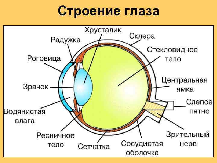 Строение глаза 